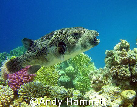 Ready to rumble. Big box fish, Safaga, Egypt.  by Andy Hamnett 