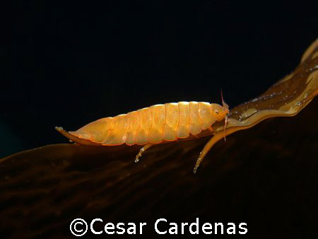 The isopod Cassidinopsis emarginata very common at the su... by Cesar Cardenas 