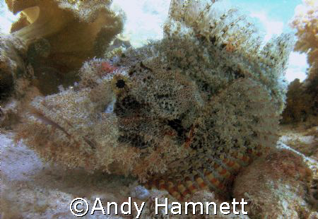 Scorpion fish. Tobia Arba, Red Sea,Egypt. Sony W90. by Andy Hamnett 
