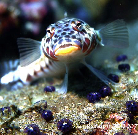 Mug Shot. Dumaguete, Philippines. Goby. Can't give positi... by Leigh Chapman 
