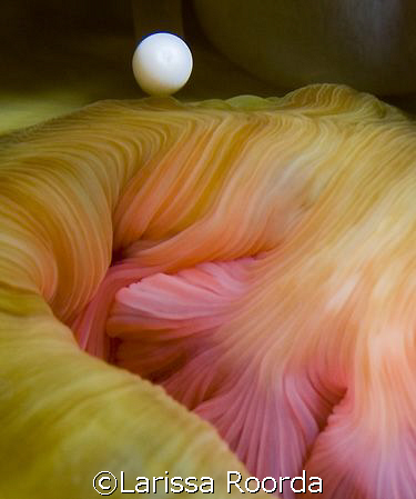 Mystic flow--  anemone stomach opening. by Larissa Roorda 