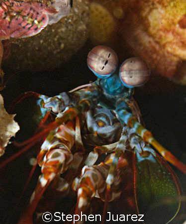 Mantis Shrimp /Lembeh Strait by Stephen Juarez 