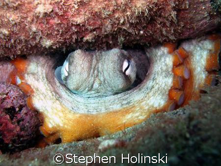Octopus watching the camera from his "hidding" place. by Stephen Holinski 