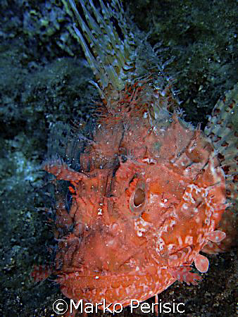 Red Scorpionfish (Scorpaena) Calvi Corsica. by Marko Perisic 