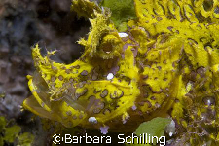Yellow Rhinopia on the black sand of lembeh Strait. by Barbara Schilling 