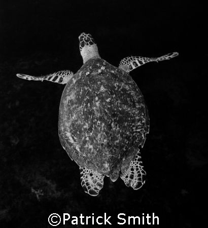Hawkesbill turtle taken off Jupiter Florida . by Patrick Smith 