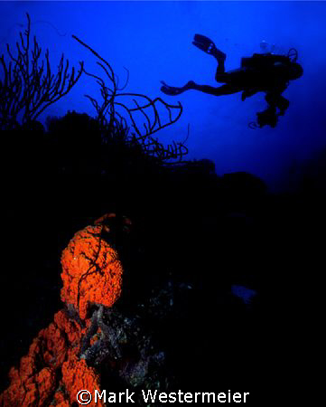 Searching for Photos - Image taken in Bonaire with a Niko... by Mark Westermeier 