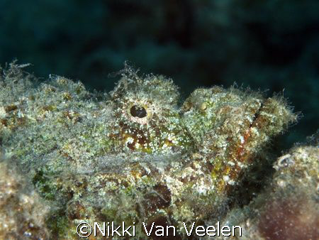 Scorpionfish taken at Sharksbay with E300 and 105mm lens. by Nikki Van Veelen 