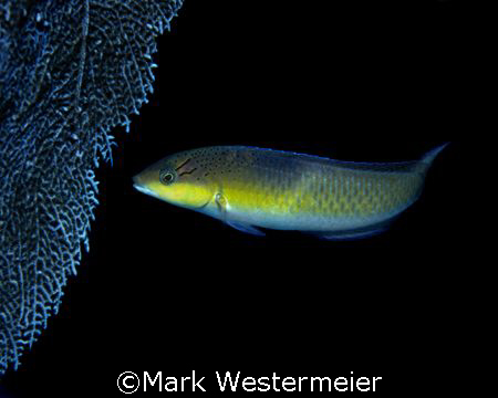 Just a pretty face - Image taken in Key Largo with a Niko... by Mark Westermeier 