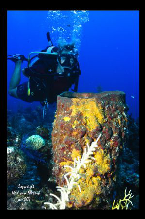 Sharon and sponge,
Hole in the Wall,
Providenciales by Neil Van Niekerk 