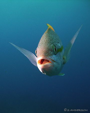 I had fun taking photos of the Yellowtail Snapper swimmin... by Steven Anderson 