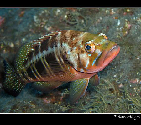 Colourful Blacktail Comber ( a type of Grouper) from Tene... by Brian Mayes 