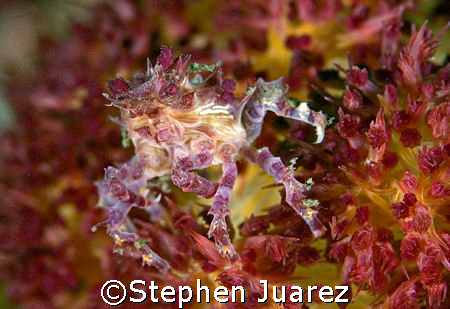 soft coral crab Lembeh Strait by Stephen Juarez 