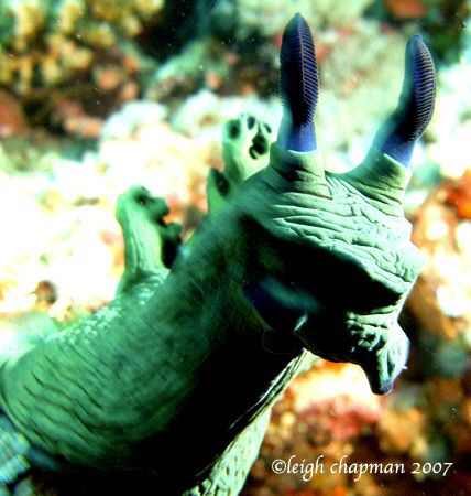 "Shrek" a/k/a Nembrotha nudibranch. Puerto Galera, Philip... by Leigh Chapman 