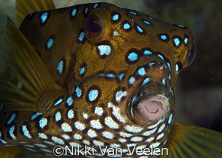 Yellow boxfish (female) taken at Sharksbay with E300 and ... by Nikki Van Veelen 