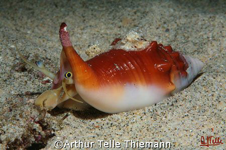 Theese eyes...
Picture taken during a night dive off Pad... by Arthur Telle Thiemann 