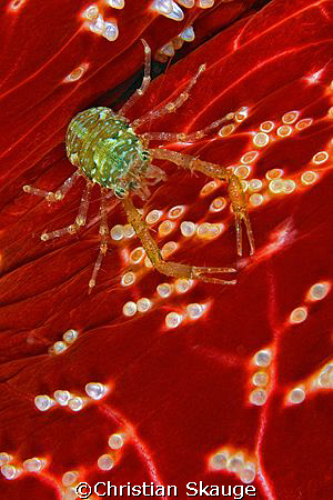 Squat lobster on cushion star by Christian Skauge 