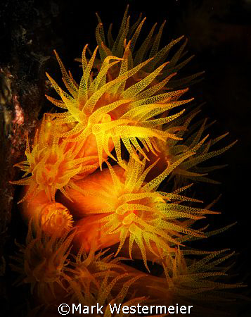 Night Dancers - Image of orange cup coral taken in Bonair... by Mark Westermeier 