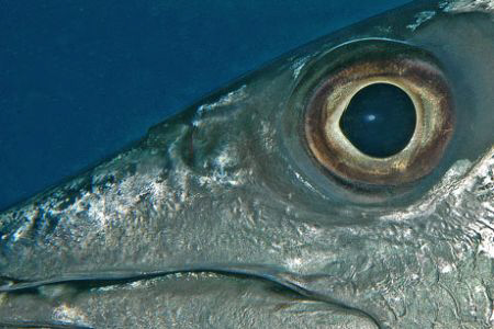 Barracuda close-up.  Key Largo. by David Heidemann 