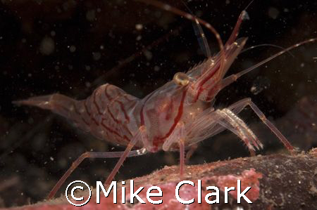 Northern Prawn
voose reef firth of forth
Scotland by Mike Clark 