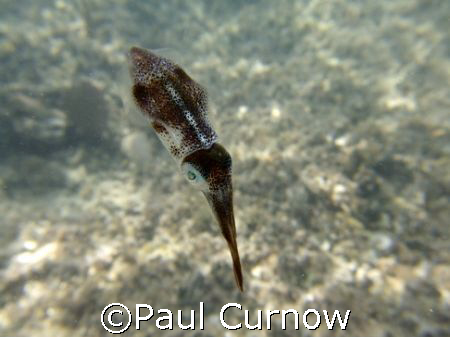 Tiny Squid by Paul Curnow 