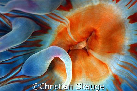 Close-up of a dahlia anemone, Urticina felina. Nikon D200... by Christian Skauge 