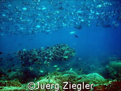 Huge Fish Schools on Coral Reef at Barracuda Point, Sipad... by Juerg Ziegler 