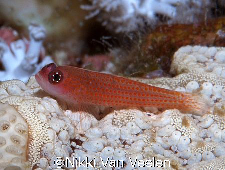 Goby taken at Sharksbay. According to Red Sea Reef guide ... by Nikki Van Veelen 
