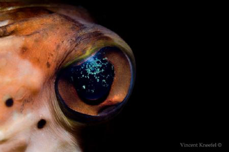 Pufferfish Eye  by Vincent Kneefel 