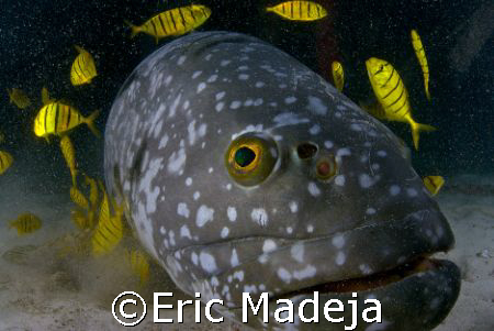 This grouper living in an artificial reef off Mabul Islan... by Eric Madeja 