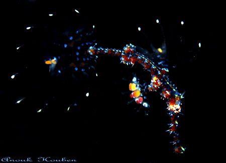 Ornate ghostpipefish, Solenostomus paradoxus. Picture tak... by Anouk Houben 