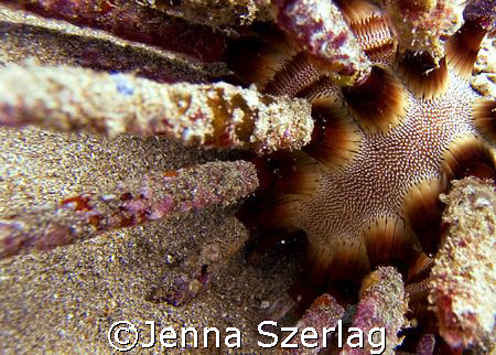 A rough spined urchin Maui, HI by Jenna Szerlag 