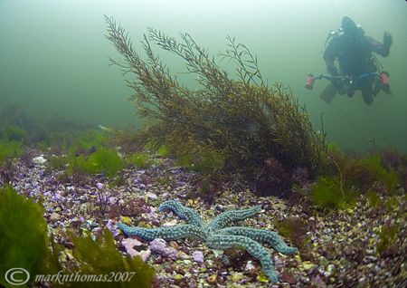Drift dive in Streamstown Bay, Connemara.
10.5mm. by Mark Thomas 