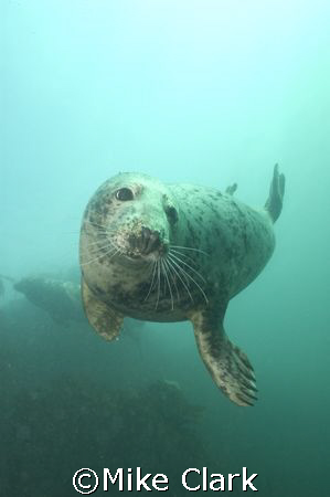 Friendly Grey Seal, Farne Islands, England by Mike Clark 