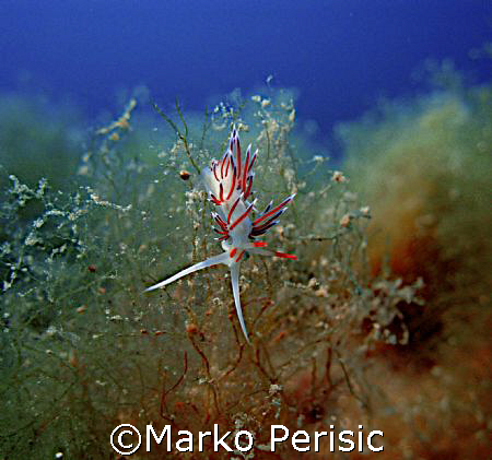 Pink Flabellina (Flabellina affinis).Finding its way.Calv... by Marko Perisic 