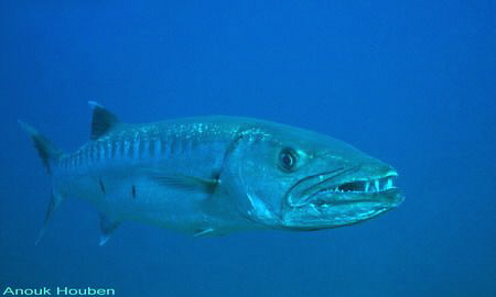 Great barracuda, Sphyraena barracuda. Picture taken close... by Anouk Houben 
