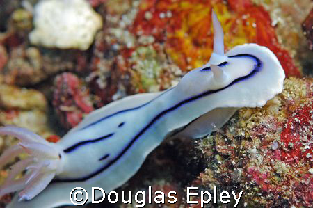 nudibranch, wakatobi house reef by Douglas Epley 