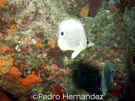 Foureye Butterflyfish Humacao, Puerto Rico by Pedro Hernandez 