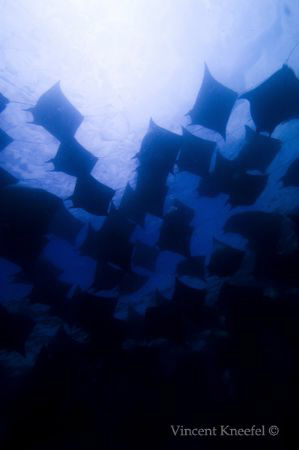 School of Mobula Rays by Vincent Kneefel 