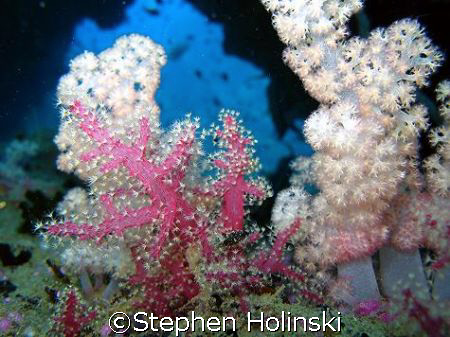 Soft Corals looking out from a swim-through.  Taken with ... by Stephen Holinski 