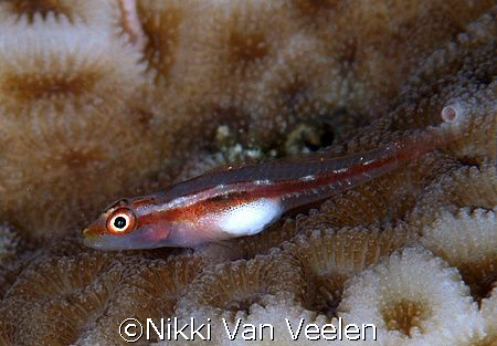 Goby taken at Sharksbay with E300 and 105mm lens. by Nikki Van Veelen 