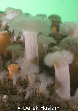 Plumose anemone's on the wreck of the Scylla. Cornwall. D... by Derek Haslam 