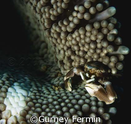 Porcelain crab on an anemone taken at Panglao Island, Bohol by Gurney Fermin 