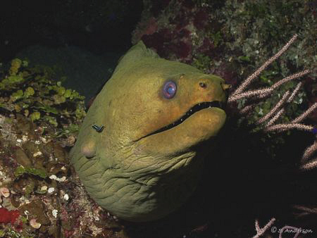 This photo of a  big Green Moray and his little maid the ... by Steven Anderson 