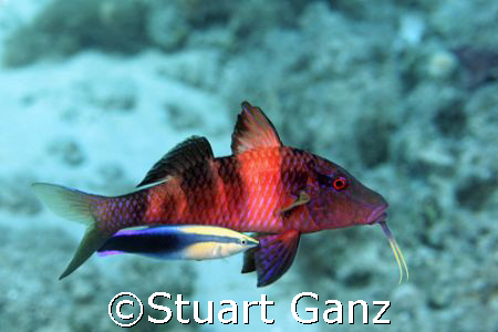 Goat fish getting a cleaning from a Hawaiian cleaner wrasse. by Stuart Ganz 