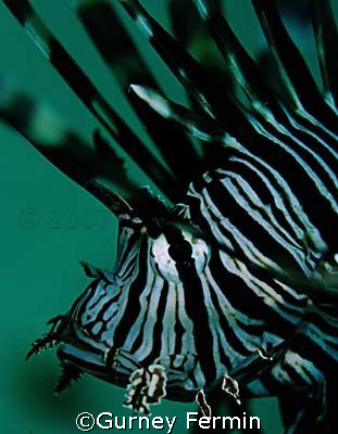 Lion fish sticking around while I shoot and decided to ta... by Gurney Fermin 
