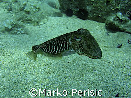 Common Cuttlefish (Sepia officinalis) Calvi Corsica. by Marko Perisic 