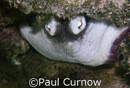 hiding octopus by Paul Curnow 