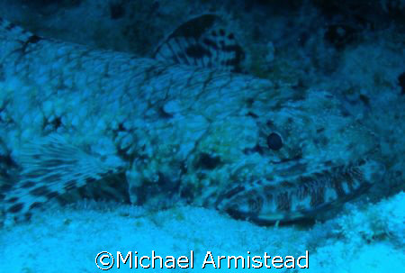Lizard Fish off the South Shore of the Hawaii. by Michael Armistead 