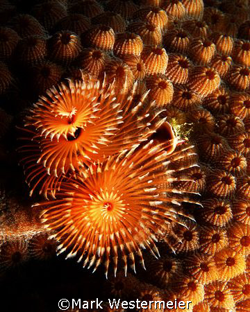 I can never resist christmas tree worms, perhaps one day ... by Mark Westermeier 